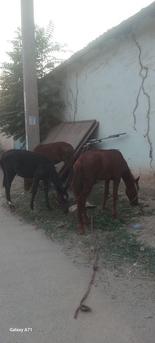 От той эркак 2 та ургочи 1 та