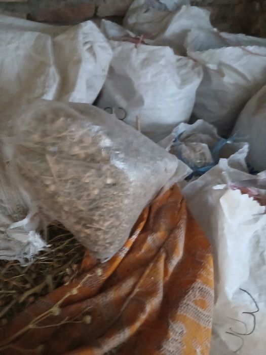 Продаётся исирик