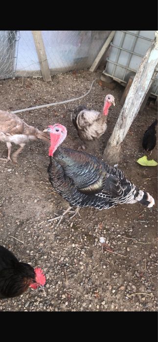 Curci de anul asta si anul trecut