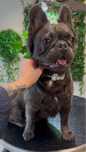 Bulldog francez Fluffy