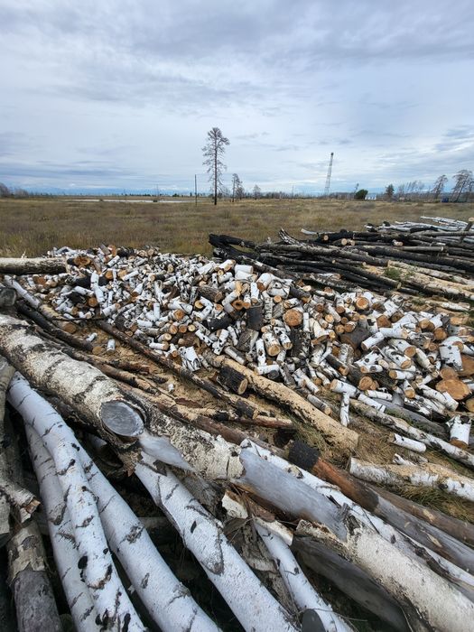 Берёза Сосна  продаю