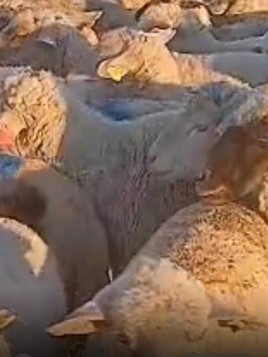 Oi  merinos de vanzare