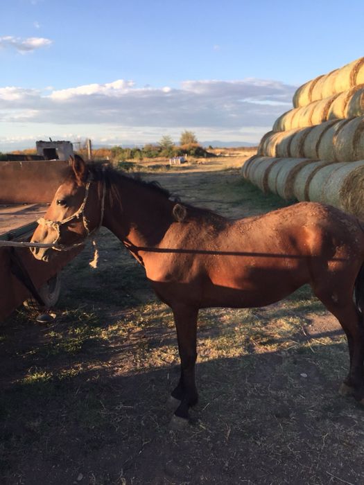 Продавам два коня