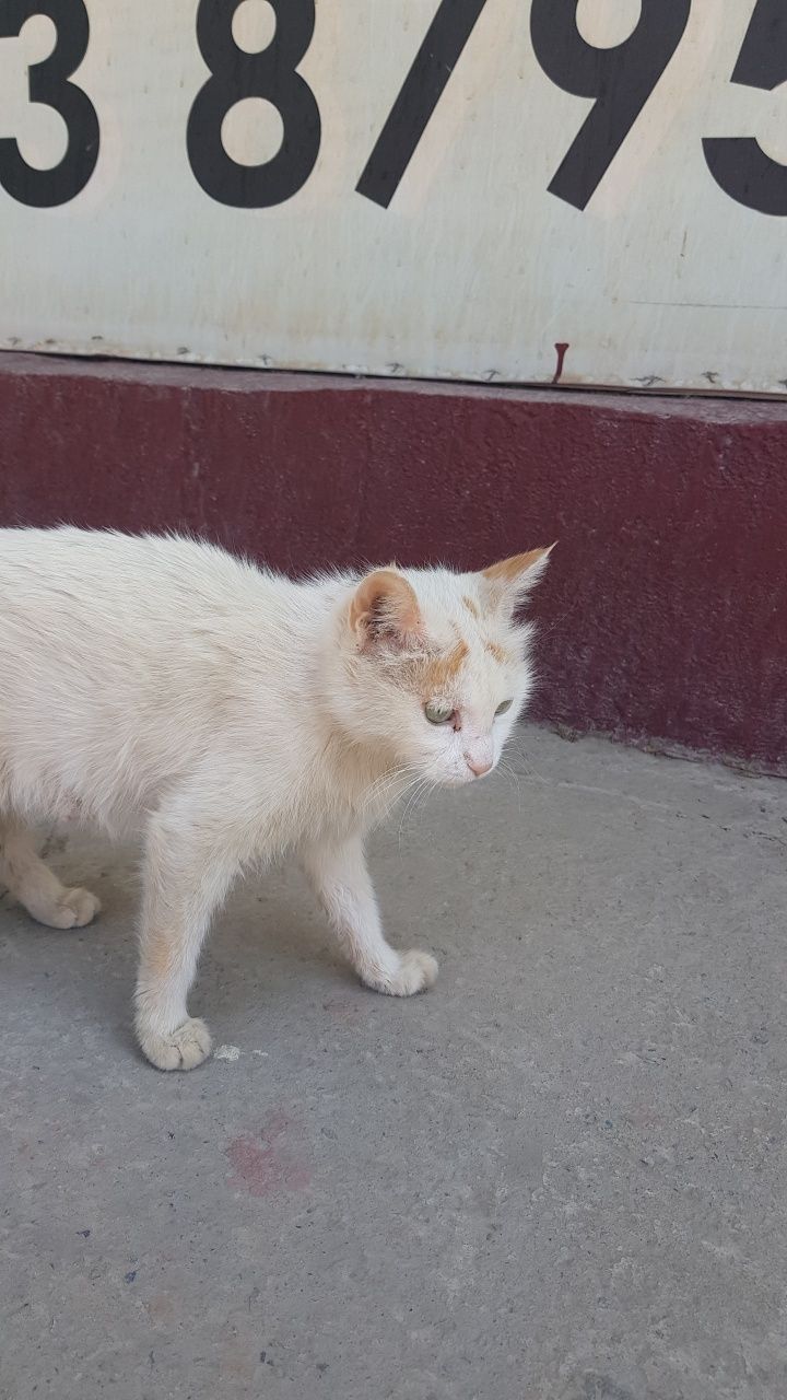 Срочно отдам красивую кошку