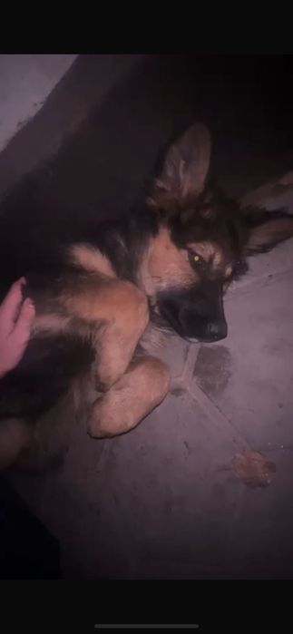 Срочно! Щенок ищет дом!