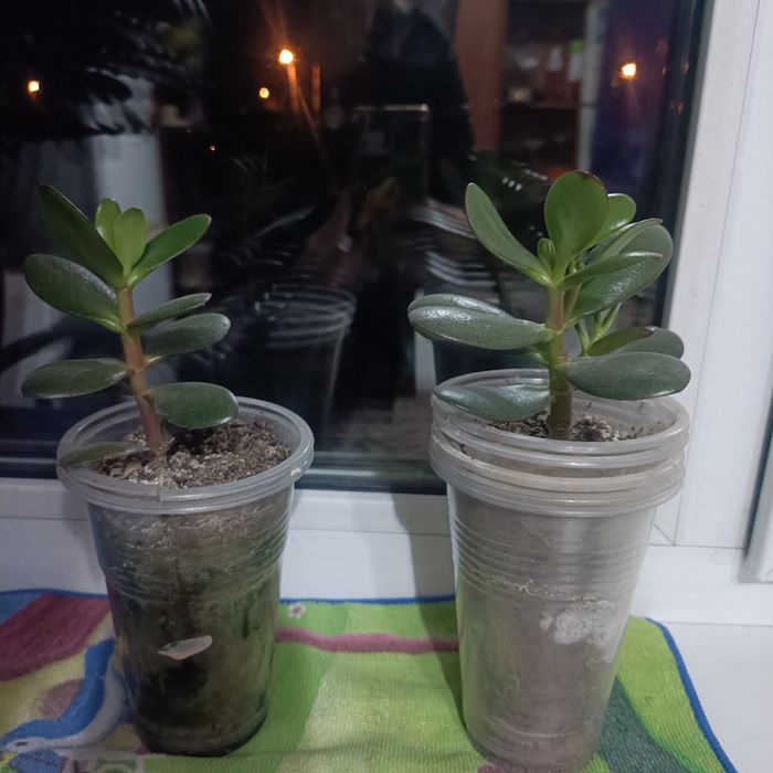 Денежное дерево 500 тенге