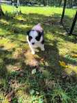Border Collie cu pedigree
