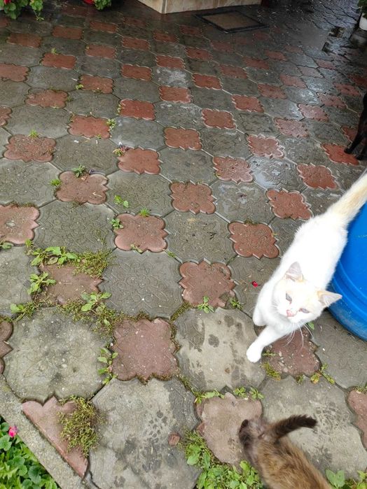 Ofer spre adopție 3 pisicuțe. Cel maroniu și cel alb sunt motănei.