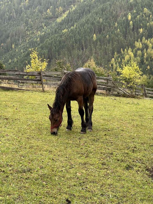 Vând mânză de 5 luni.