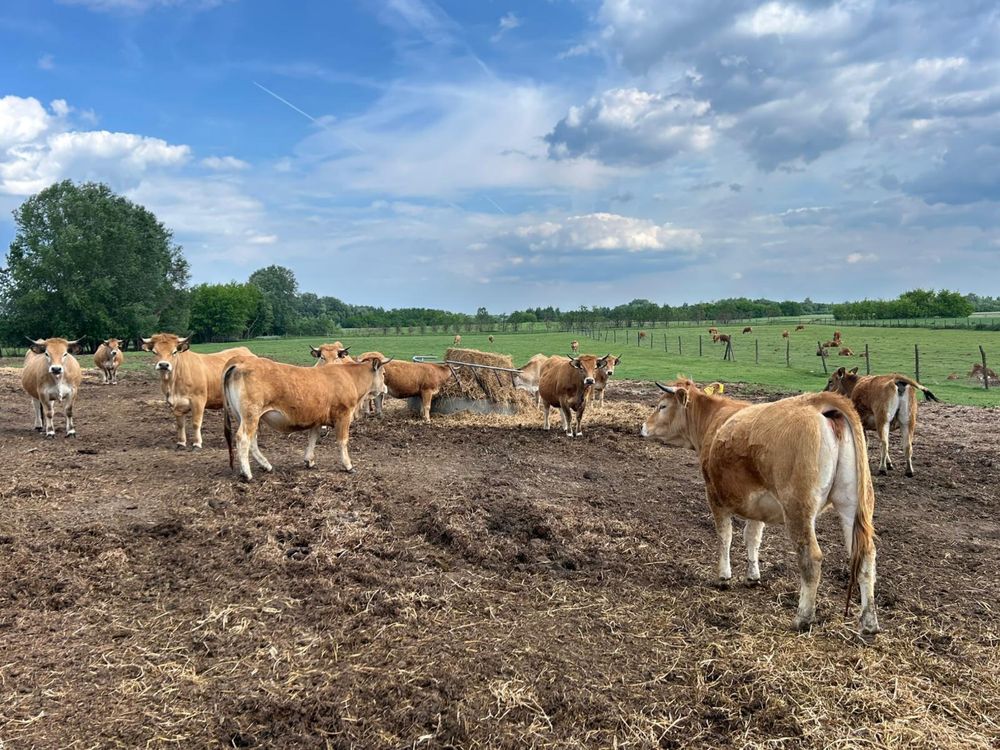 De vanzare lot de 32 jurinci aubrac