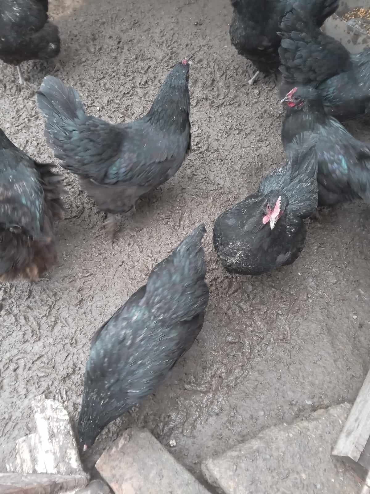 Cocosi tineri rasa Australorp