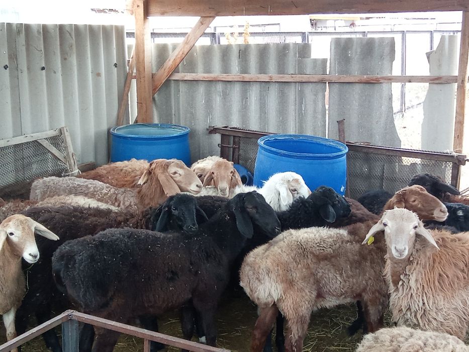 15 бас токтылар сатылады