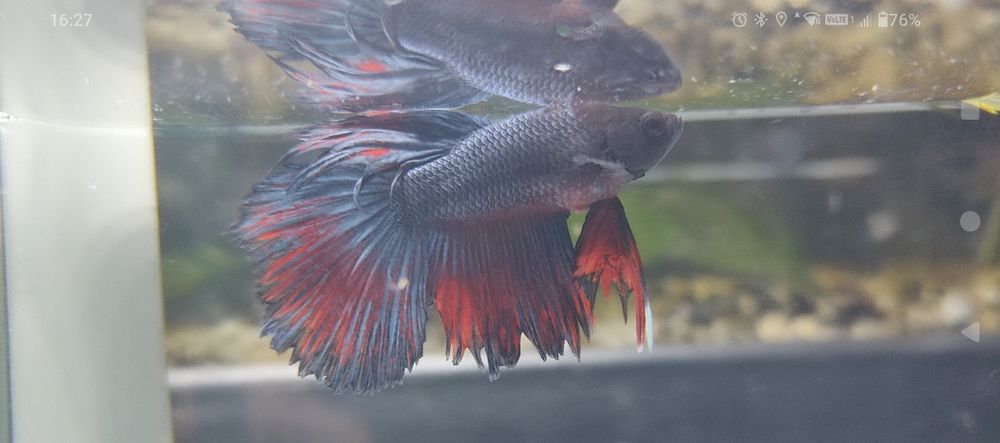 Pesti Betta Splendens Halfmoon Samurai Combtail Acvariu Masculi Femele