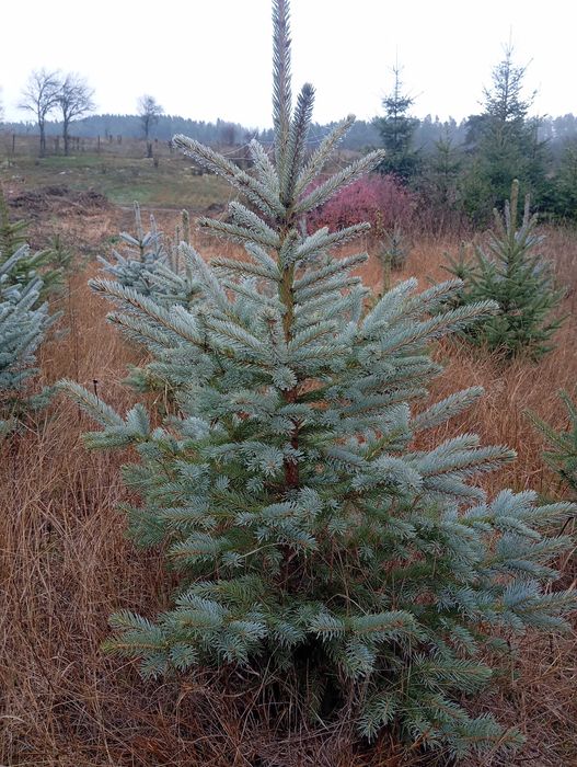 Живи Коледни ЕЛХИ