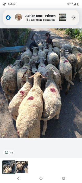 Vând miei de crescut