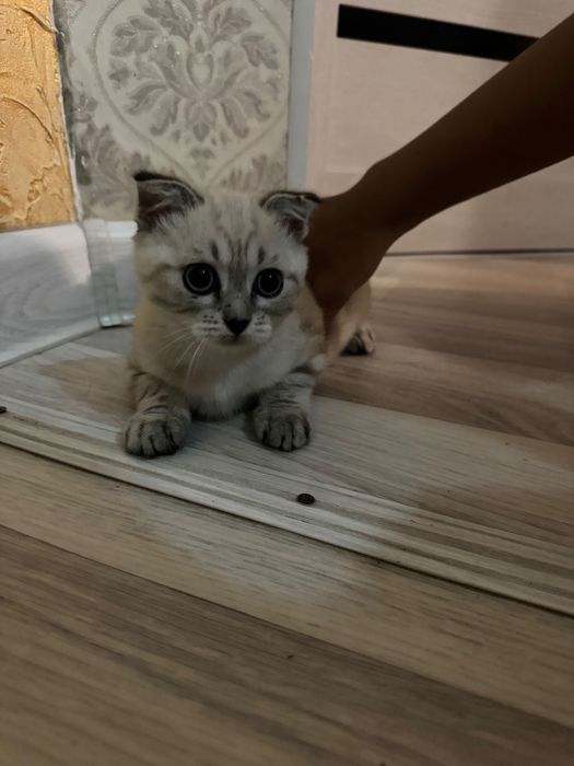 Продается шотландская кошка