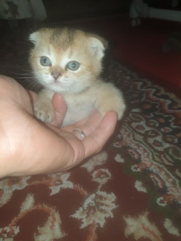 Kowki zotli muwuv bolasi