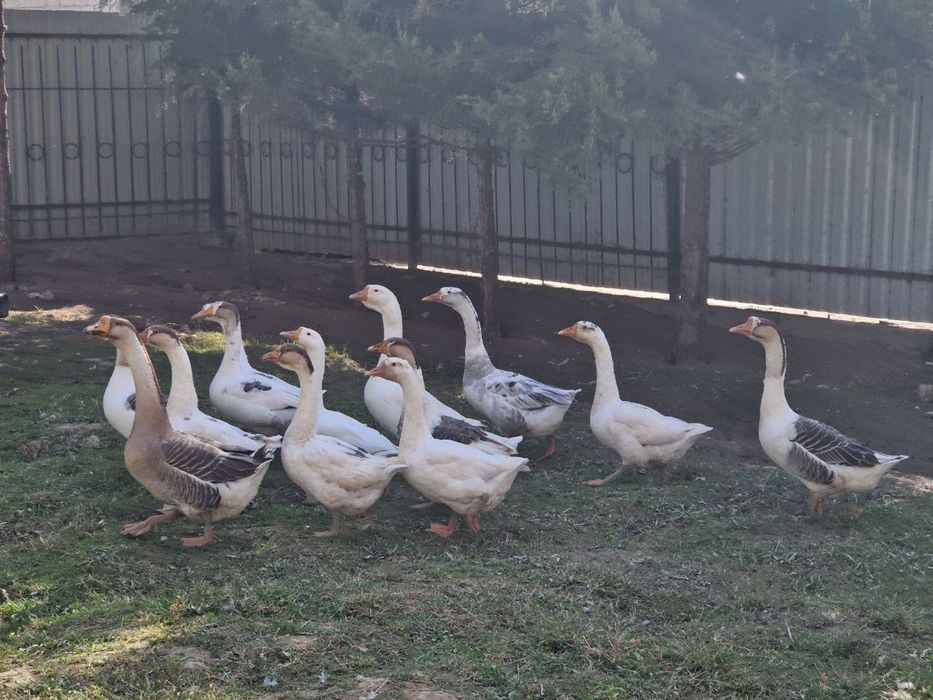 Katta katta g’ozlar