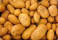Семенная картошка/ Картофель,  картошка тұқым