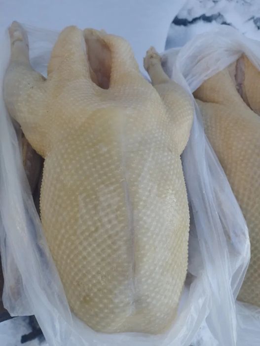 Продам мясо молодого гуся.