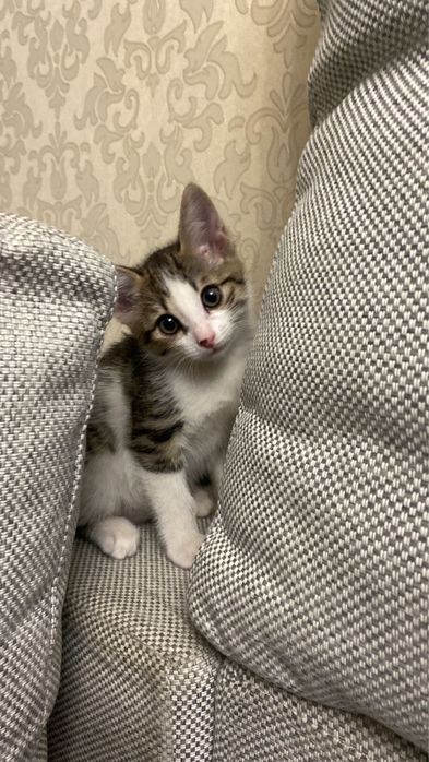 Кошечка 2,5 месяца,в стоимость входит лоток с наполнителем и миска