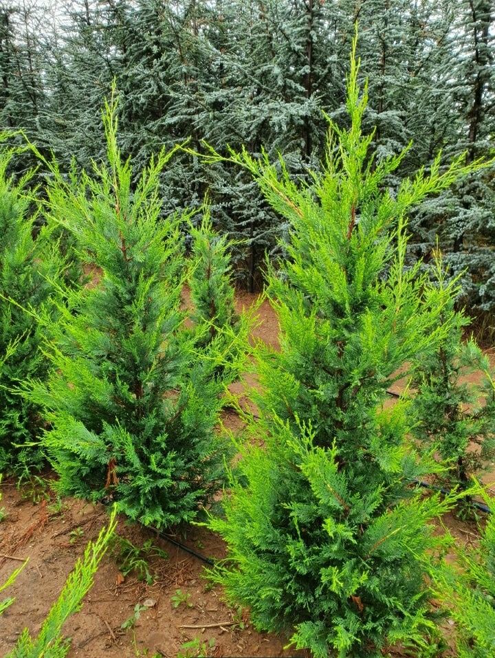 Leylandii chipaross