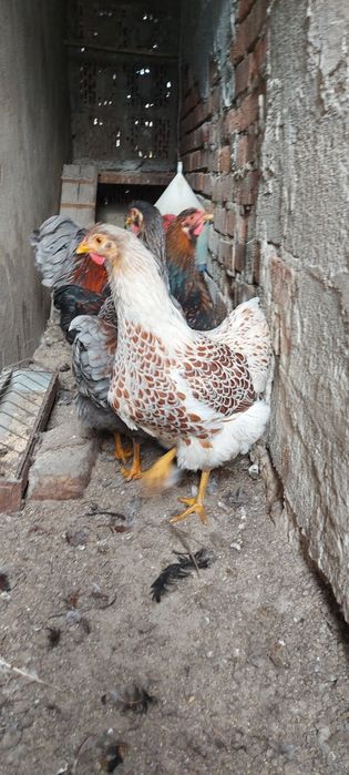 Gaini și cocosi de vânzare