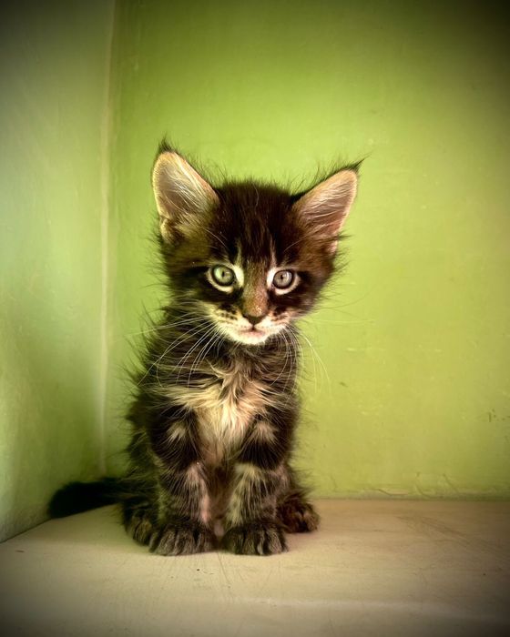 Красивый котенок