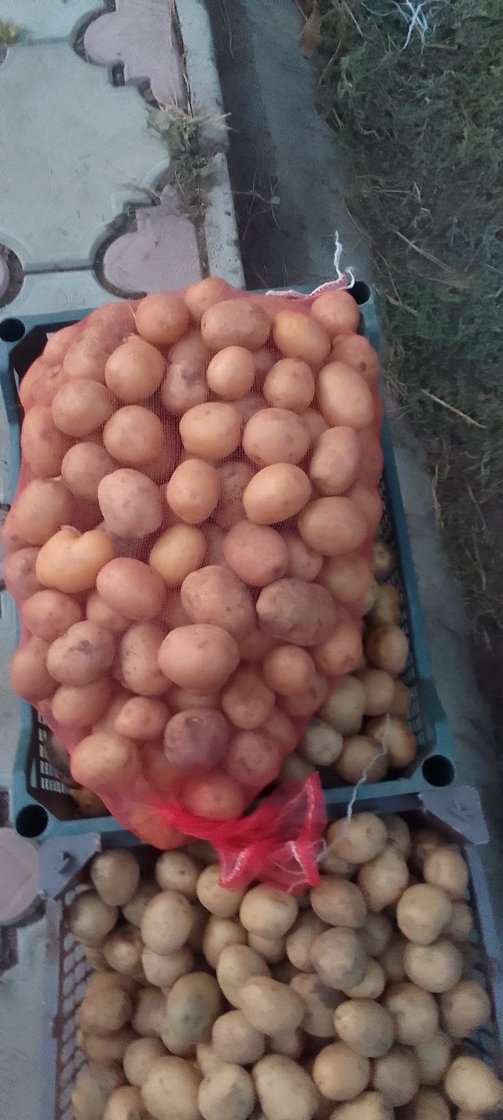 Продам картофель на семена сорт Гуливер.