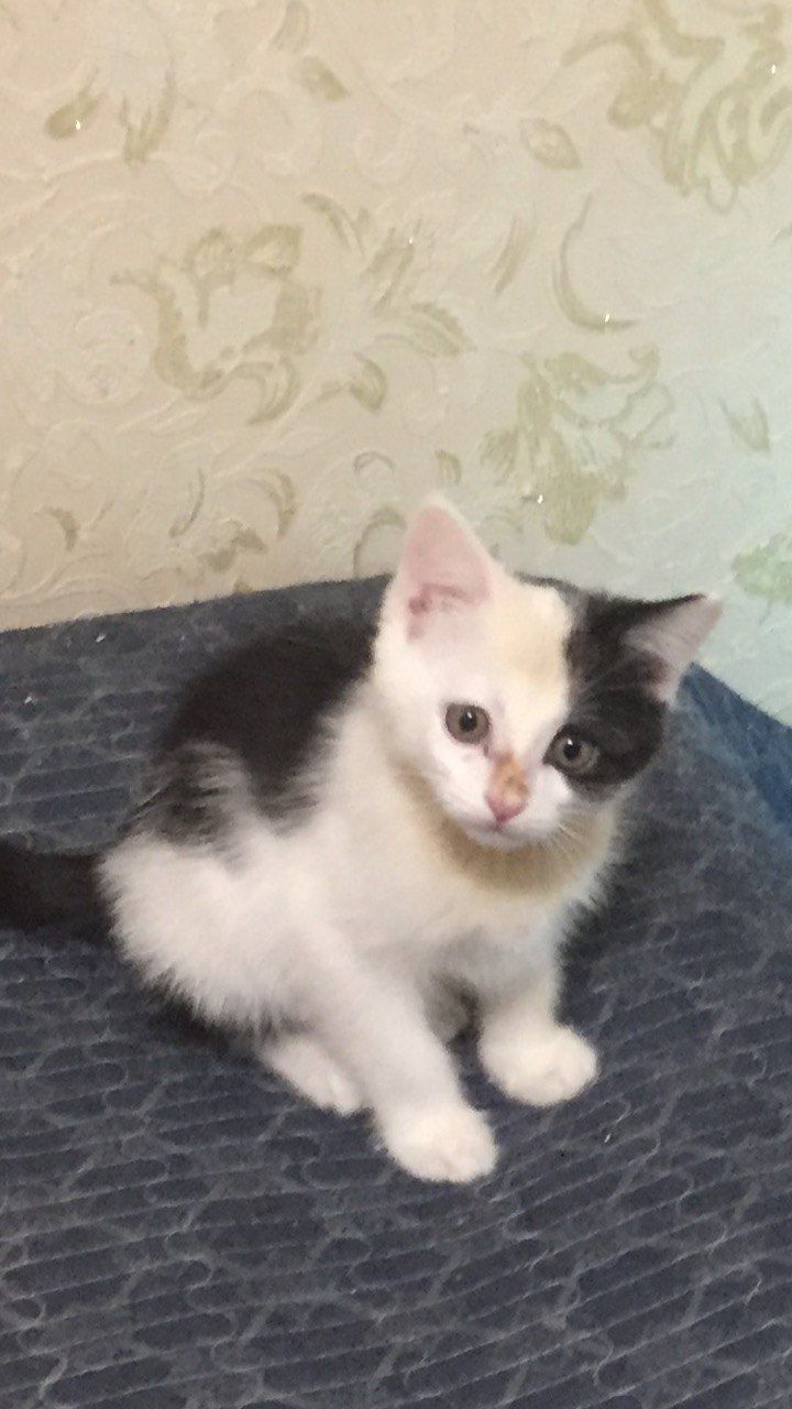 Котят отдам даром
