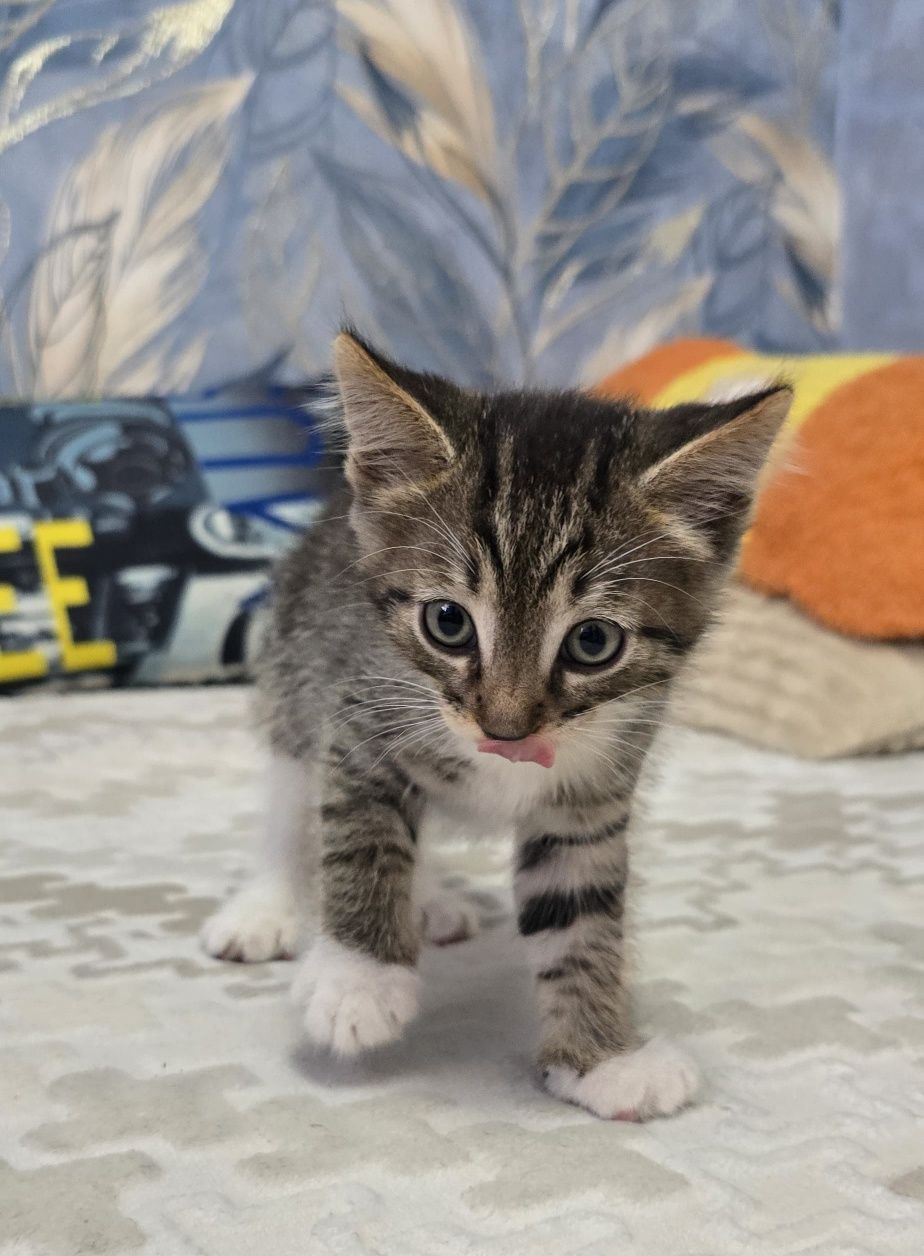 Отдам котят,  возраст 1,5 месяца