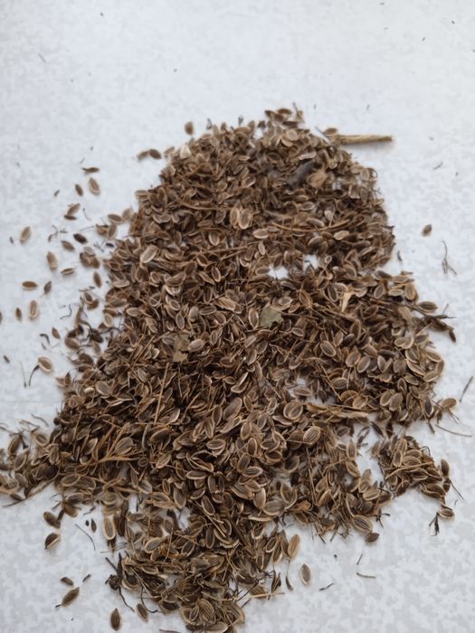 Укроп семена отличные