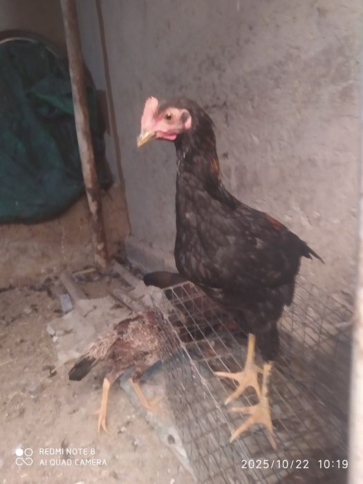 Dakan makiyon jaydari tovuqlar bor