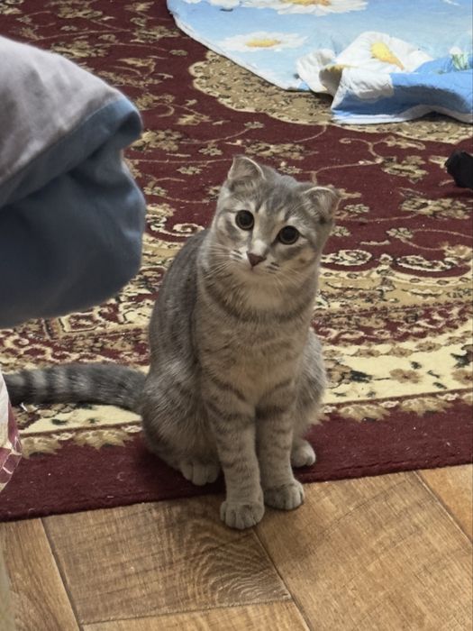 Срочно отдам кота в хорошие руки