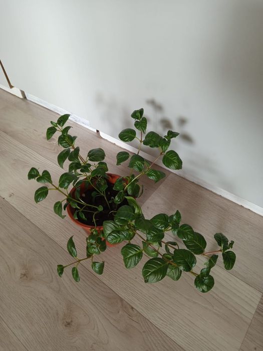 Кодиум,Сингониум, драцены и другие