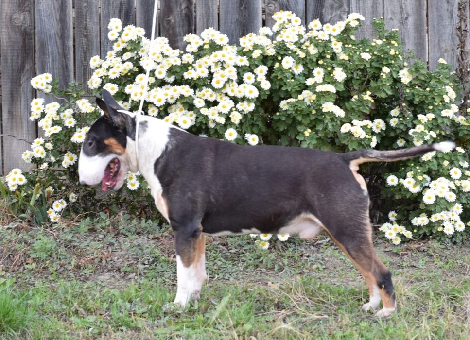 Bull terrieri cu pedigree, canisa ASPAQAL, rezultate f bune în expo