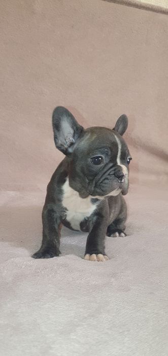 Френски булдог,френски булдочета