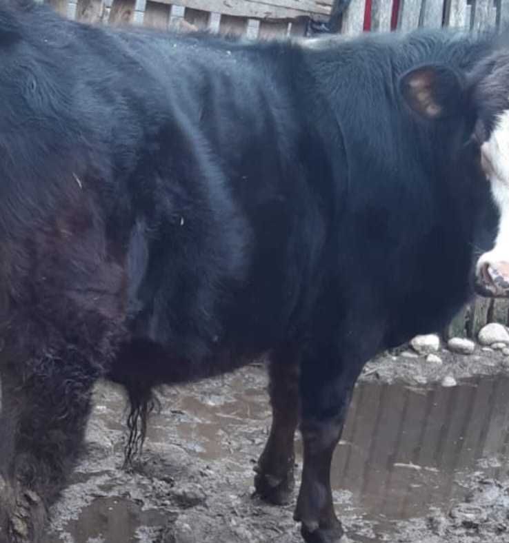 Vand vitel, 10 luni, rasa Angus