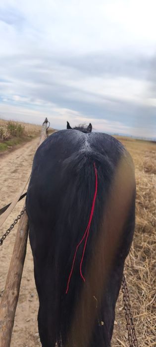 Mânz semigreu blând