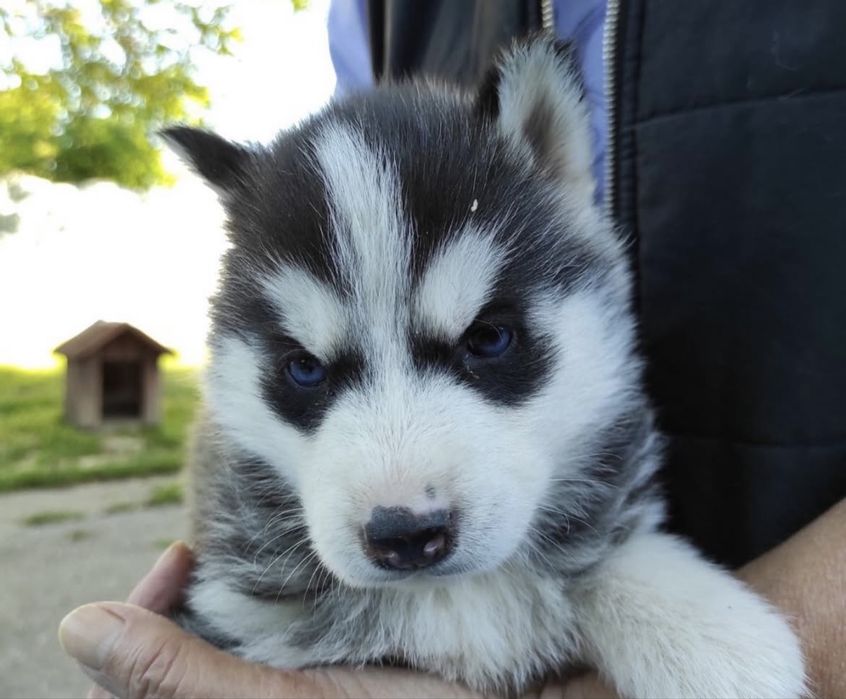 Husky siberian superb