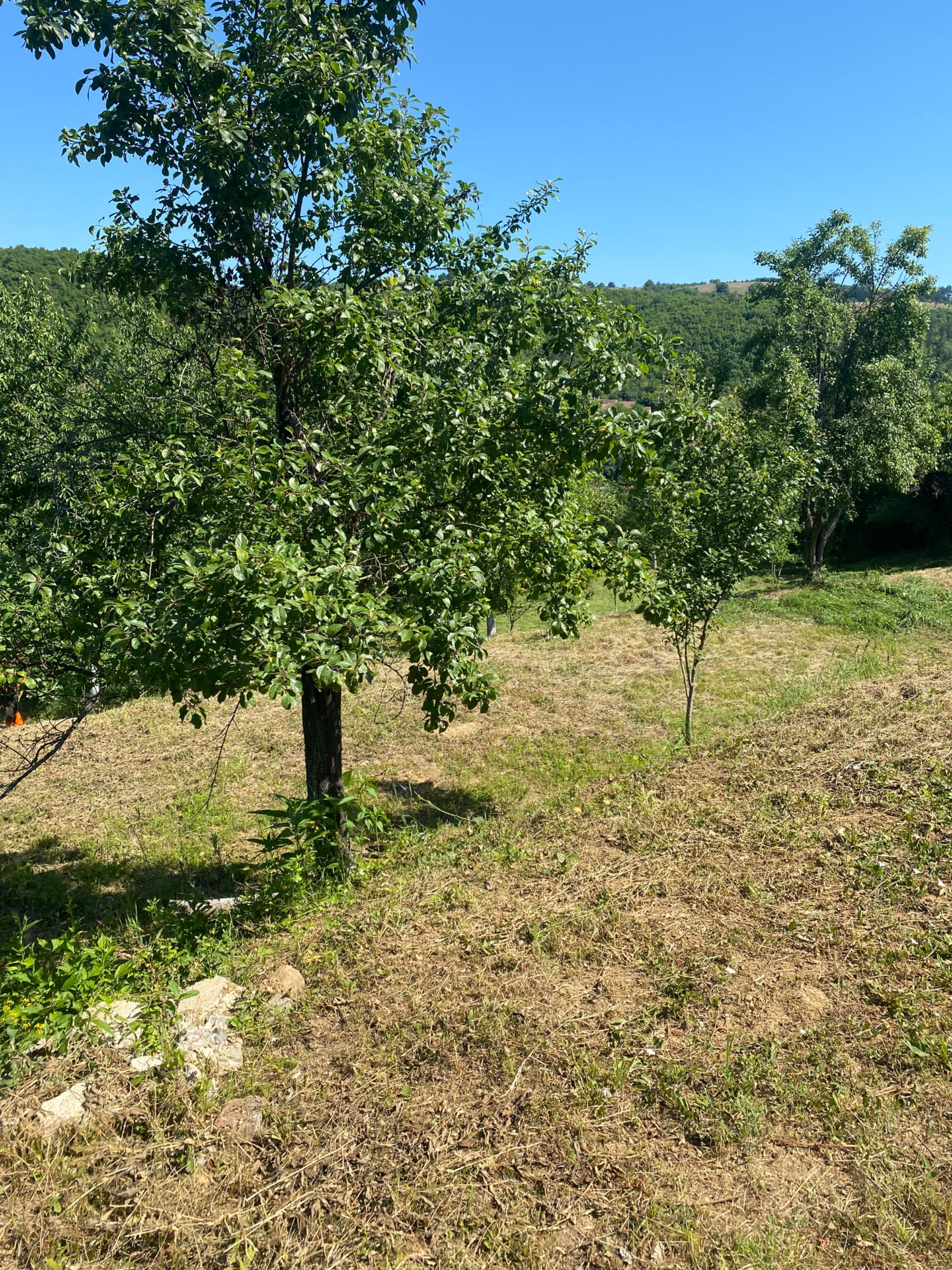 Teren intravilan