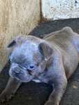 Vand bulldog francez blue!