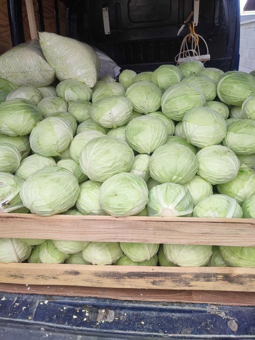 Vand varza de socodor