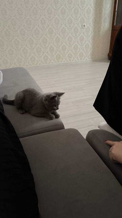 Продаётся котёнок