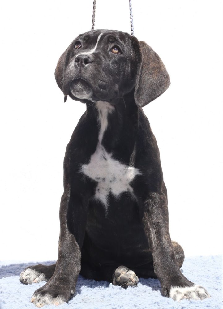 Pui Cane Corso cu pedigree FCI