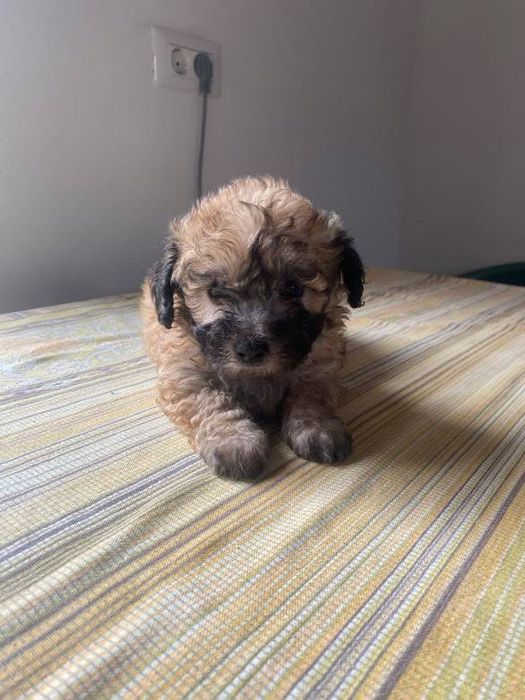 vand caini maltipoo