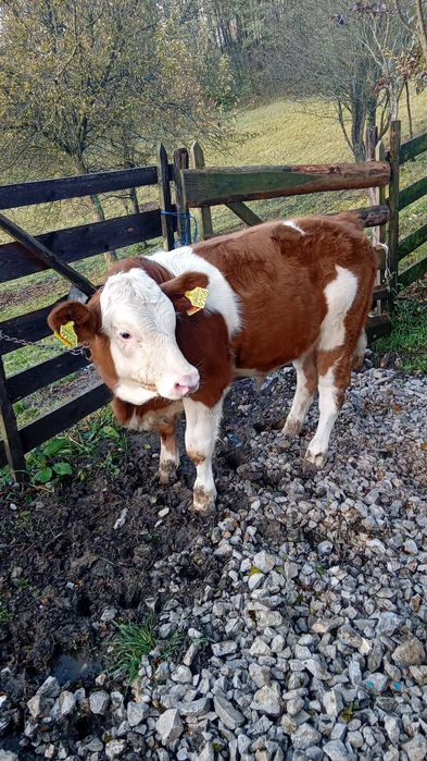 Vand vițel bălțata romănească