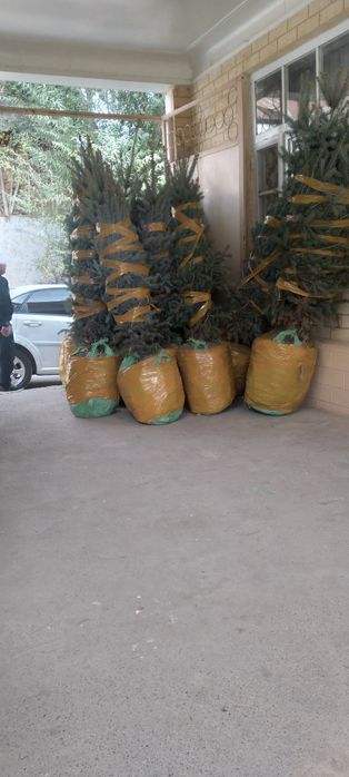 Har turdagi manzarali kochatlar sotiladi