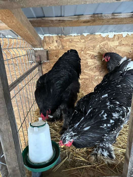 Cocosi brahma bobat si negru