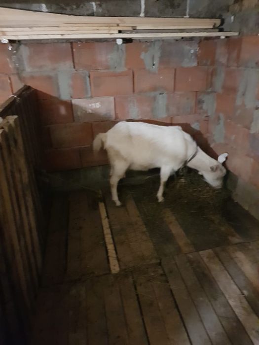 Продам козу один окот